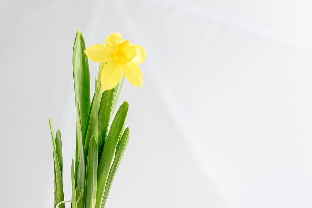 Daffodil flower on white background. Visit Monika Grabkowska to see more of her food photography.