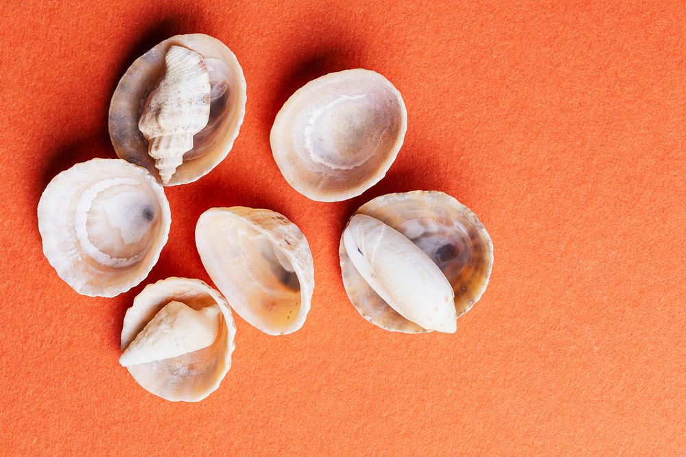 Natural seashells isolated on orange background 