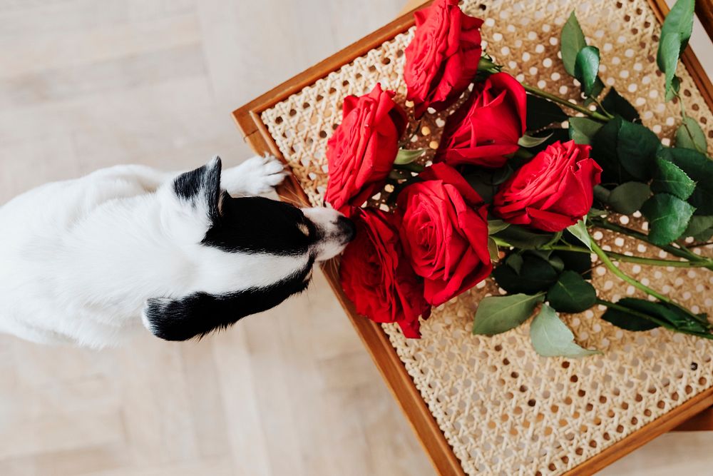 Dog smelling the red roses on a wooden chair
