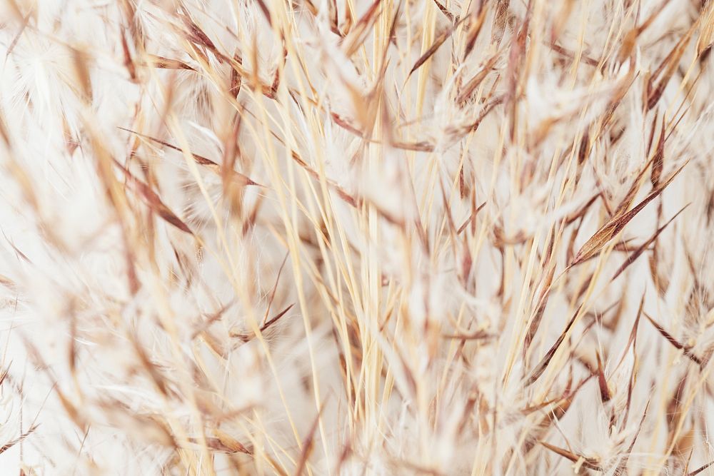 Brown and white grass flower background