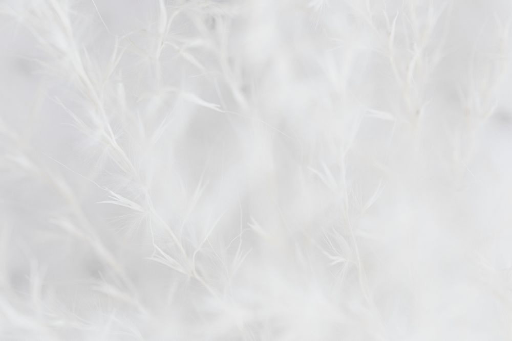 Dry grass white faded background