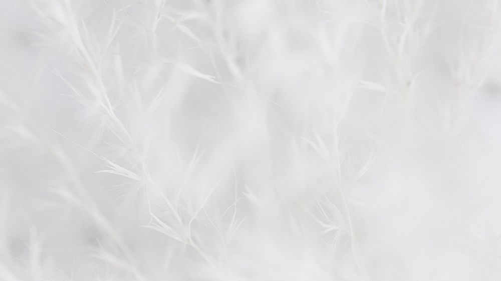 Dry grass white faded background