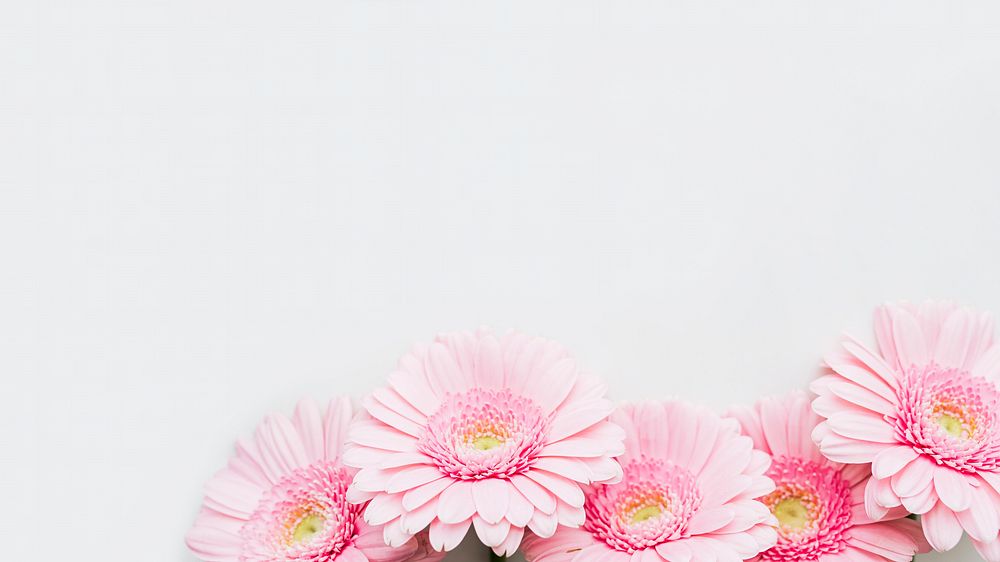 Light pink Gerbera daisy flowers on gray background 