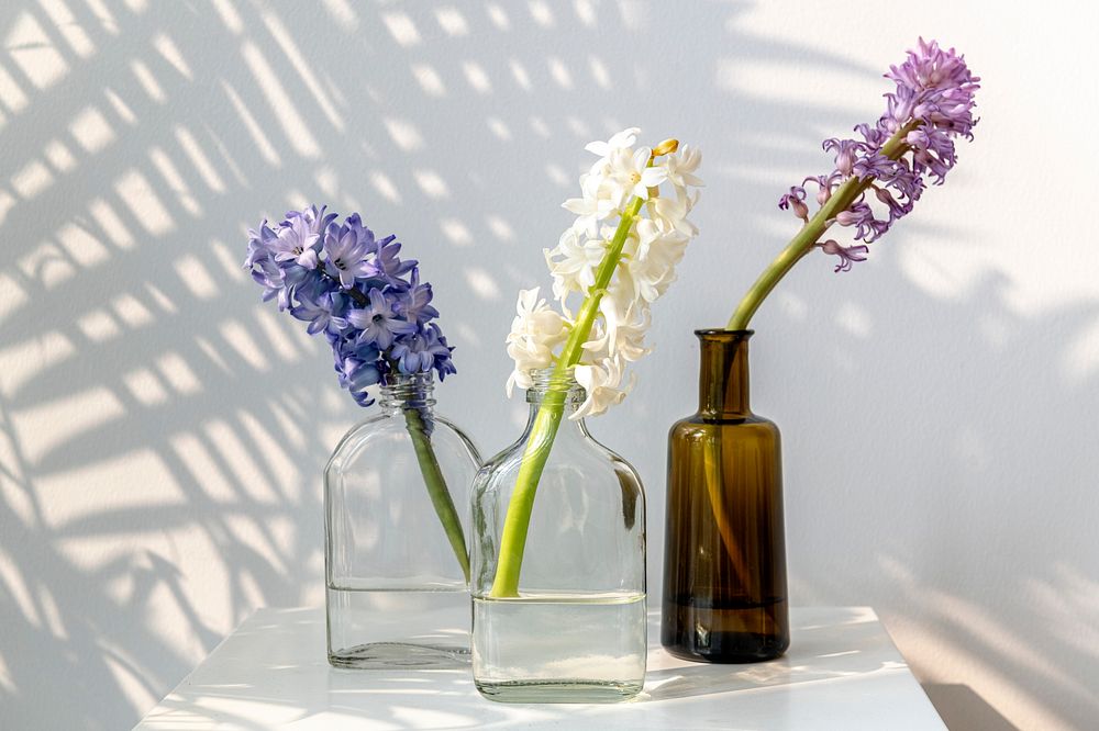 Fresh colorful hyacinth flowers in glass bottle for decoration