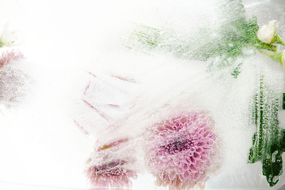Beautiful pink chrysanthemum flowers and leaves frozen in ice with air bubbles