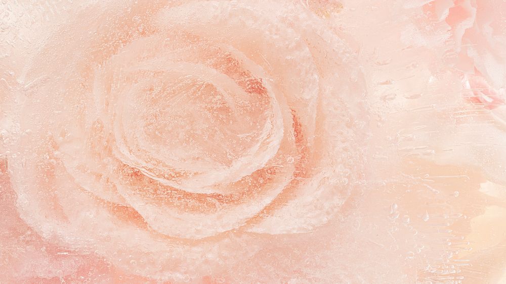 Peach blooming rose flower background