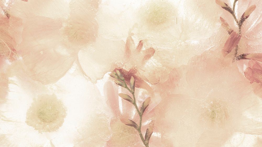 White flower desktop wallpaper, beige anemone floral HD background