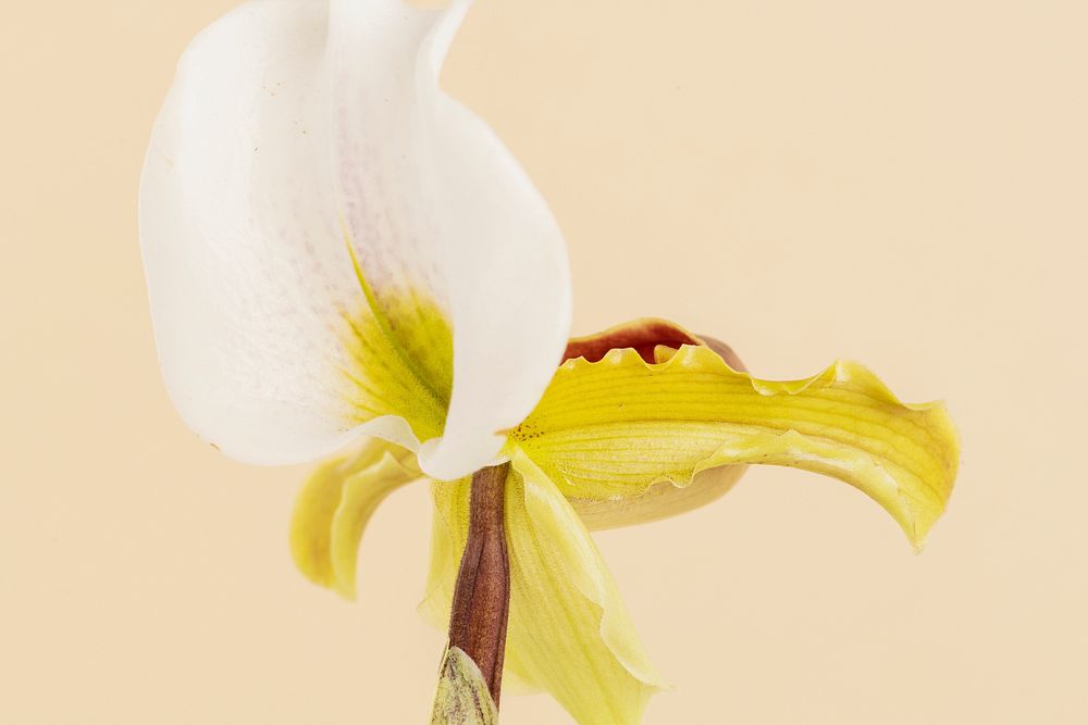 Close up of white Cymbidium Orchid on beige background