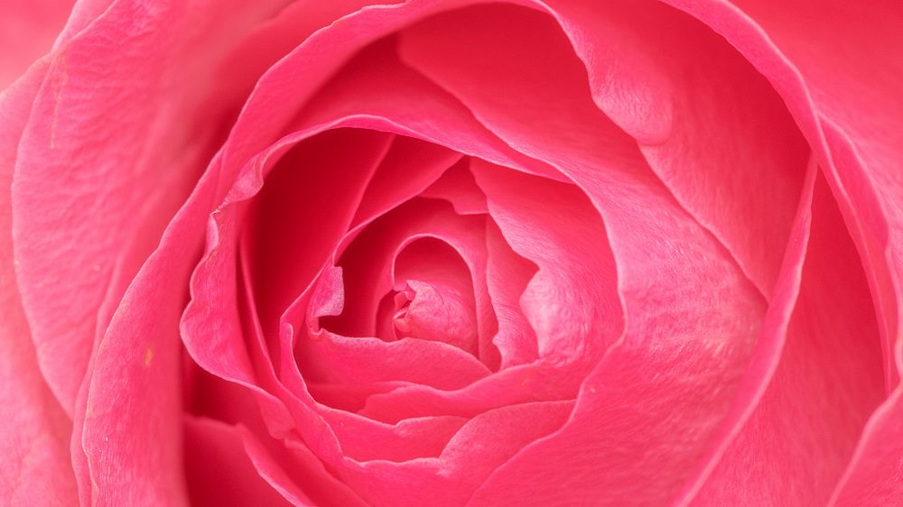 Vibrant pink rose petals macro photography