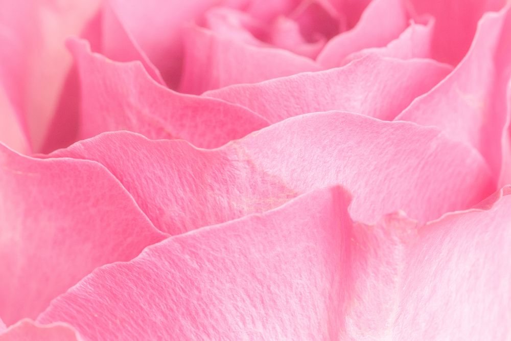 Pink rose petals macro photography background 