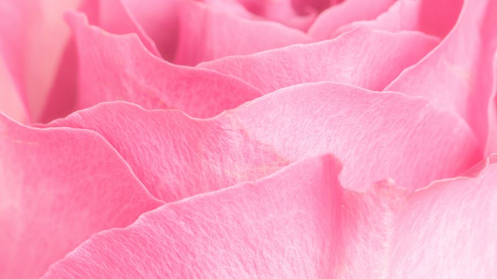 Pink rose petals macro photography background 