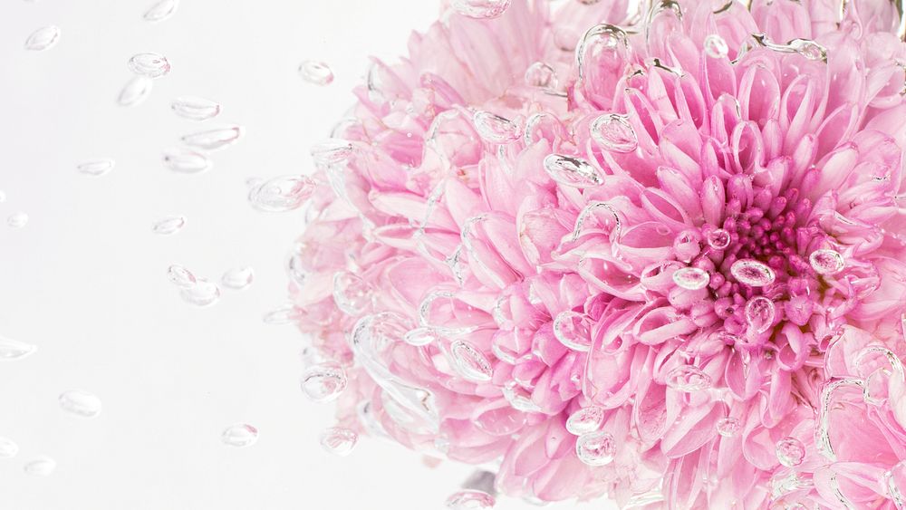 Pink chrysanthemum flower in water with air bubbles macro shot