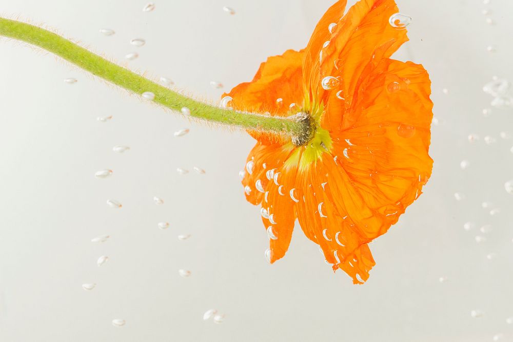 Close up of red poppy flower with water drops