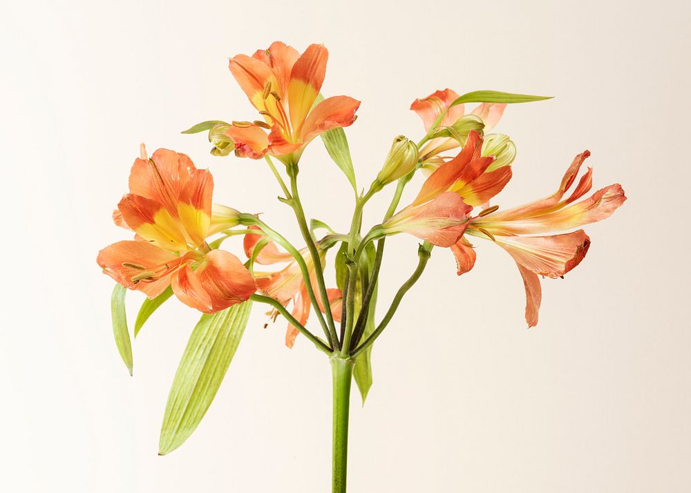 Natural orange Alstroemeria HipHop flower isolated on background