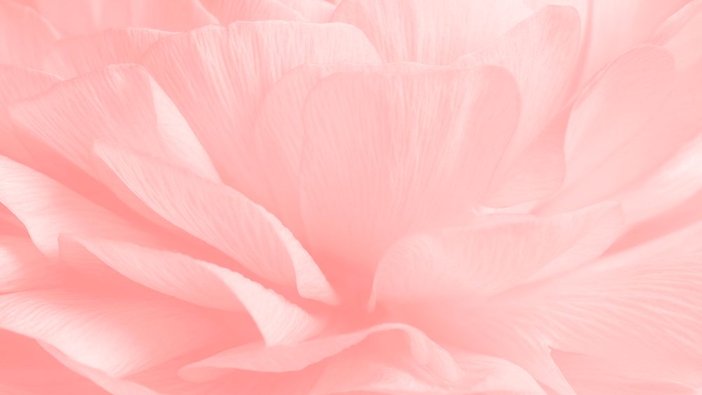 Pink flower desktop wallpaper, HD aesthetic image