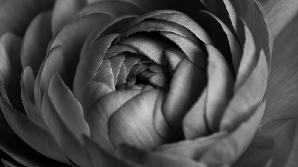 Monotone ranunculus flower macro photography