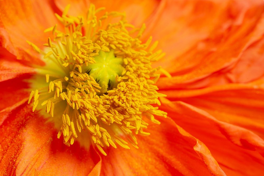Close up of red poppy flower pollen