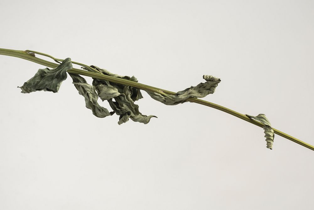 Dried ranunculus leaf on a gray background