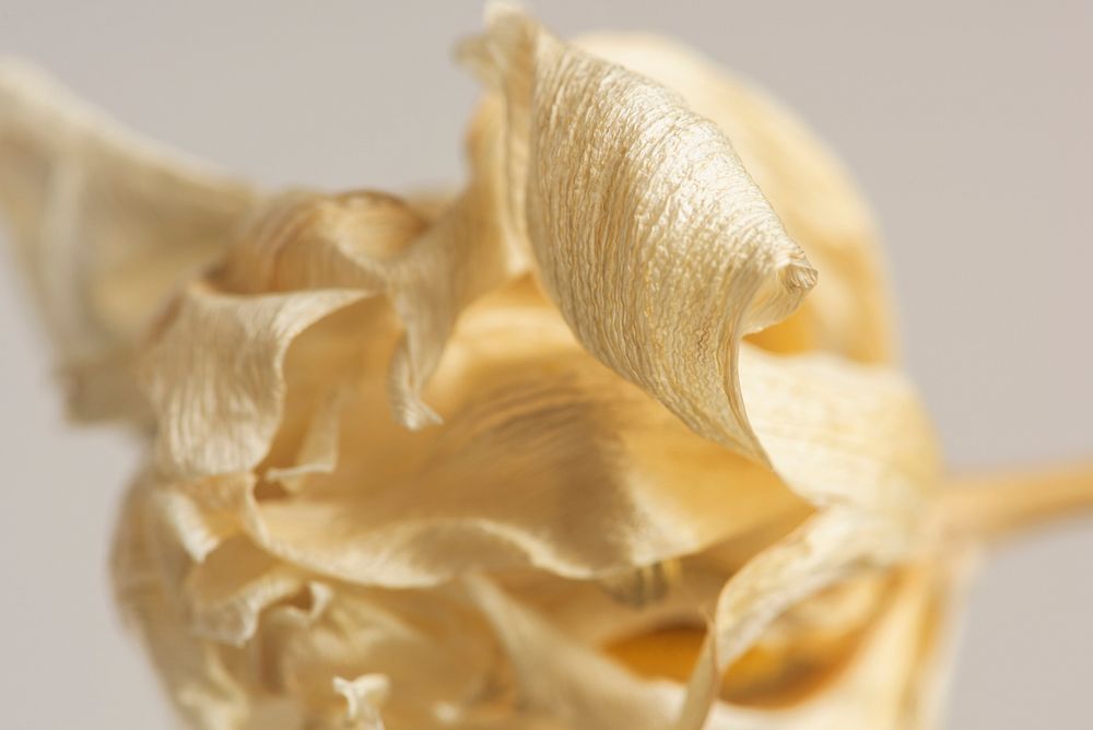 Dried tulip flower on a gray background