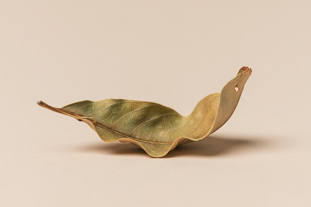 Dried green leaf on a beige background