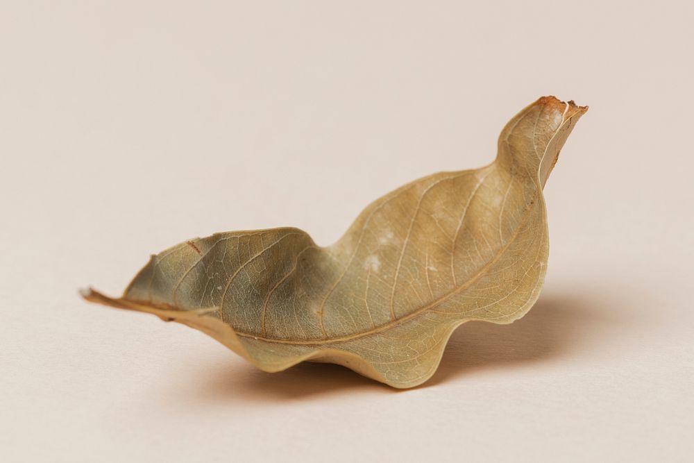 Dried green leaf on a beige background