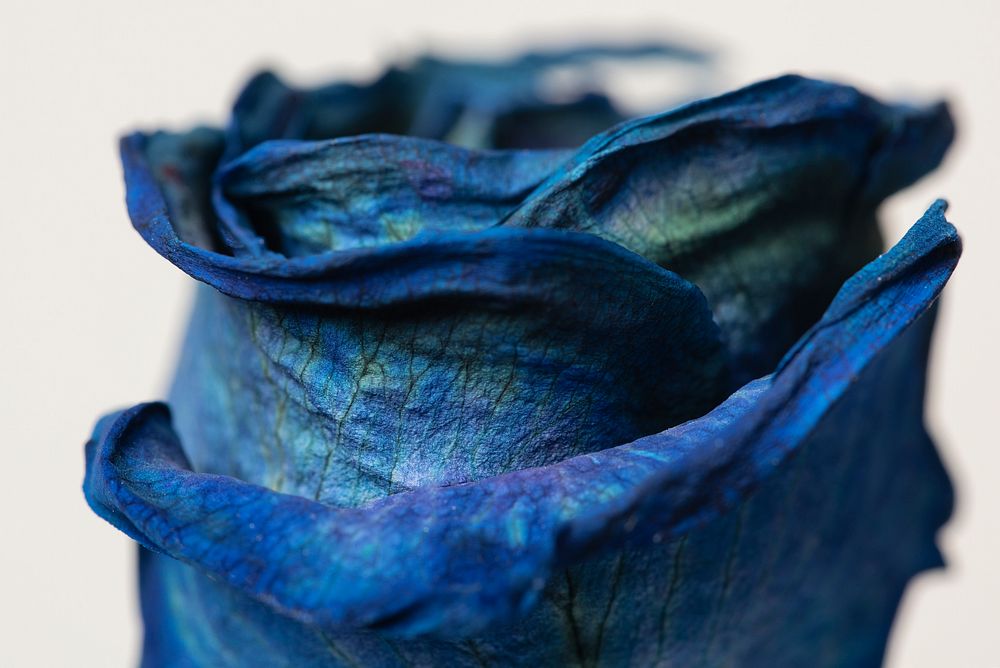 Dried blue rose macro shot