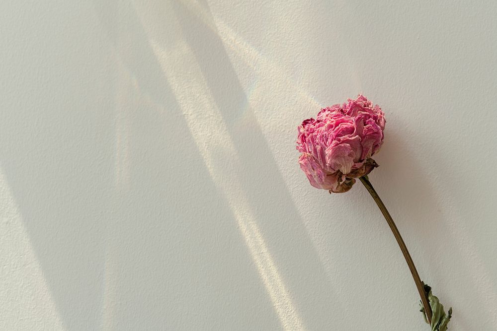 Dried pink peony flower on a sage background with prism light