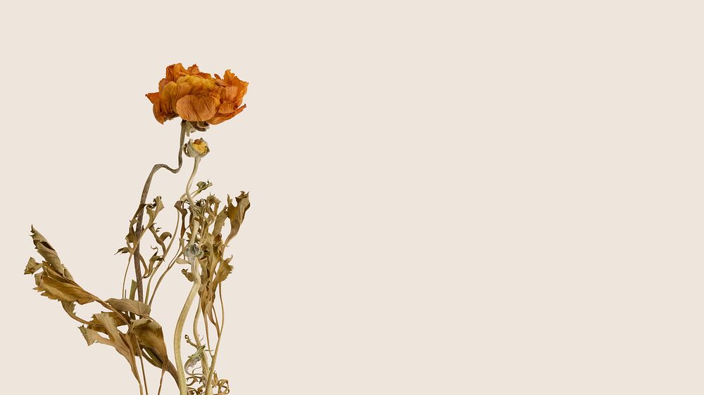 Dry orange ranunculus on an off-white background