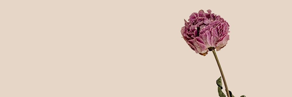 Dried pink peony flower on a beige background