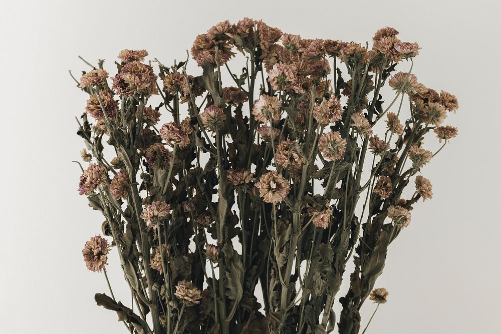 Bouquet of dried chrysanthemum on a white background