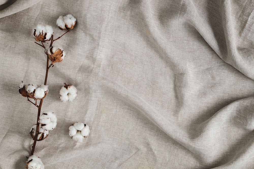 Cotton flower branch on a creased gray cloth textured background