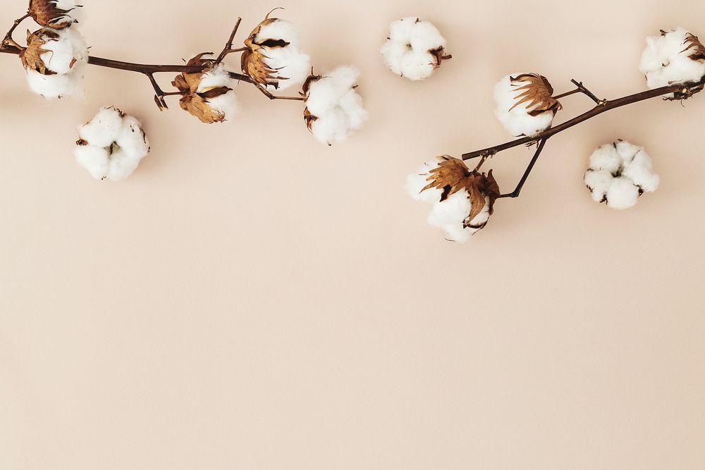 Cotton flower branch on a beige background