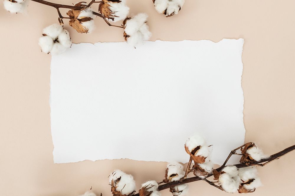 Cotton flower branch with a blank white card on a beige background
