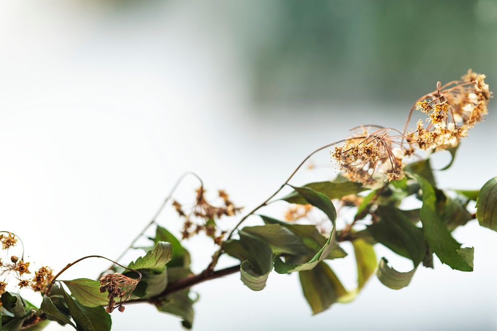 Branch of dried flowers closeup