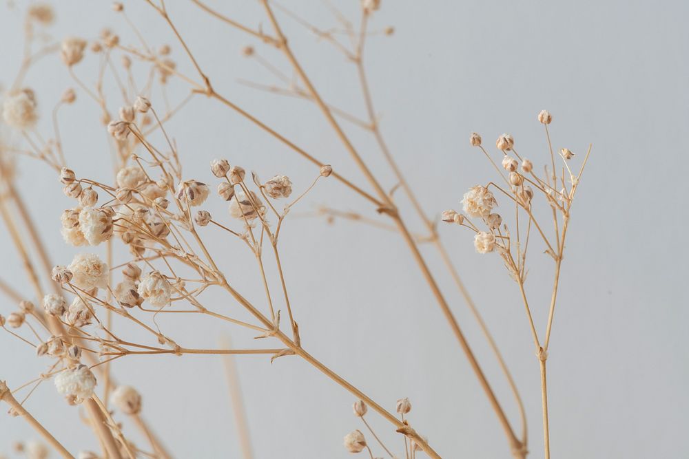 Dried gypsophila on a gray background