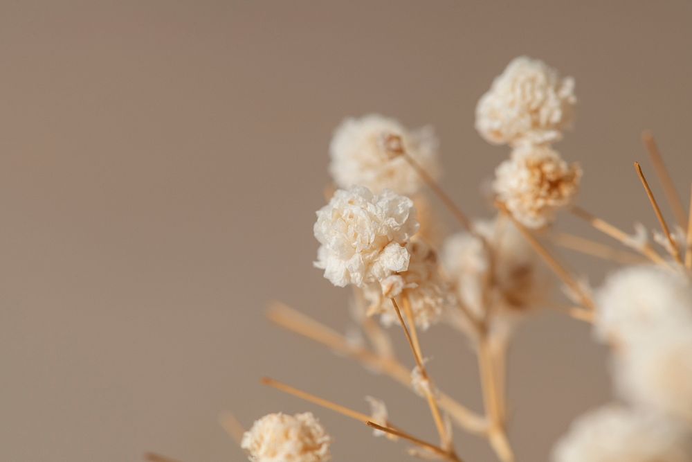 Dried gypsophila flowers macro shot