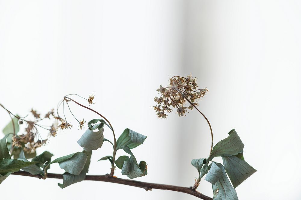 Branch of dried flowers closeup