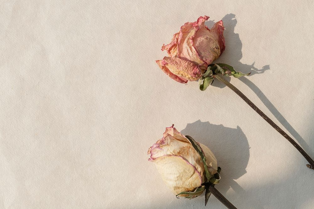 Dried pink and white roses with a window shadow