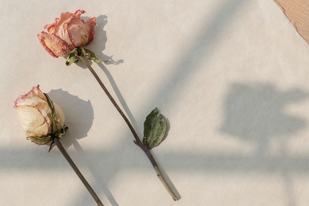 Dried pink and white roses with a window shadow
