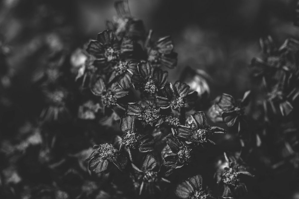 Black and white yarrow flower patterned background