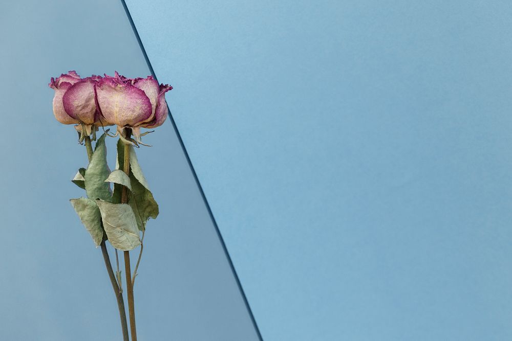 Dried pink roses on a blue background template