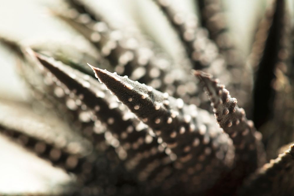 Haworthiopsis fasciata plant closeup background