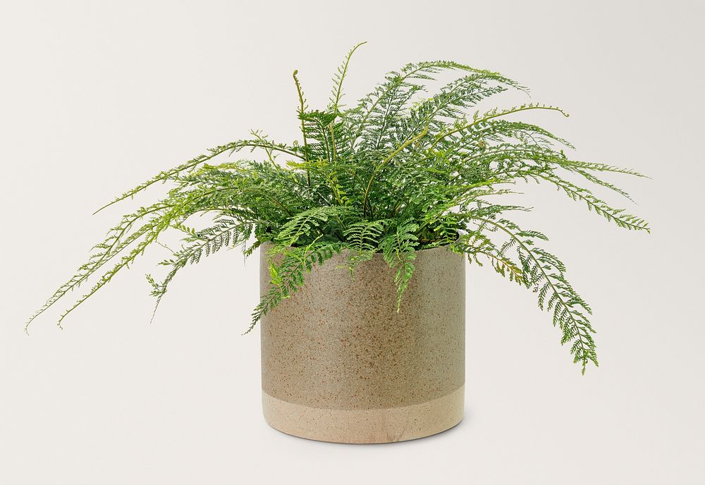 Fern mockup psd in a ceramic pot