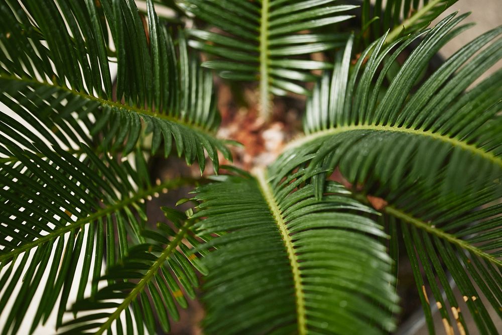 Sago palm leaf in close up shot