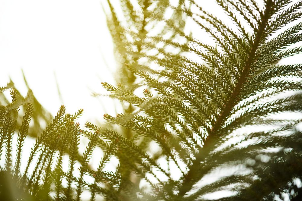 Island pine in close up shot