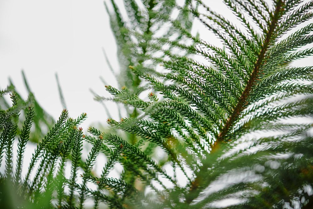 Island pine in close up shot