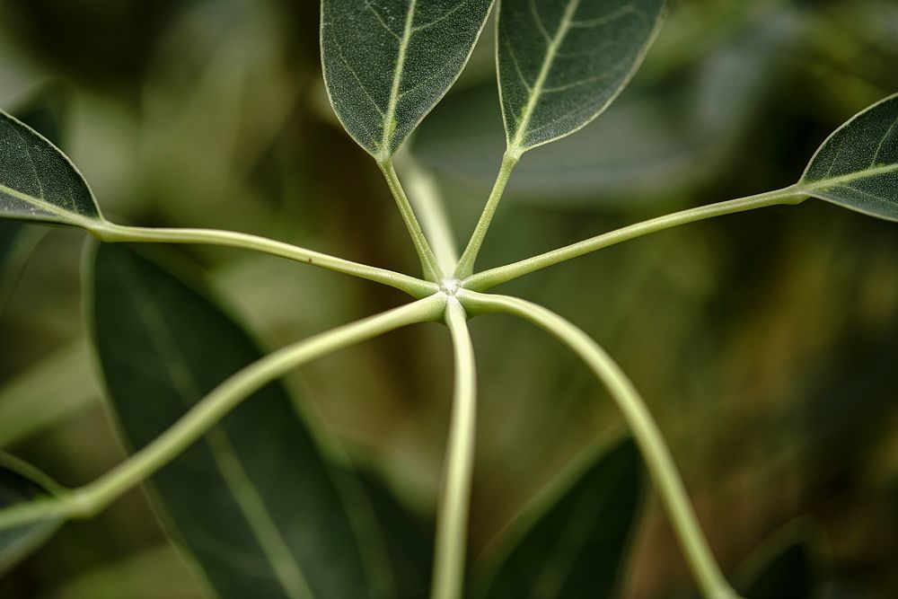 Tabebuia aurea leaf in macro shot