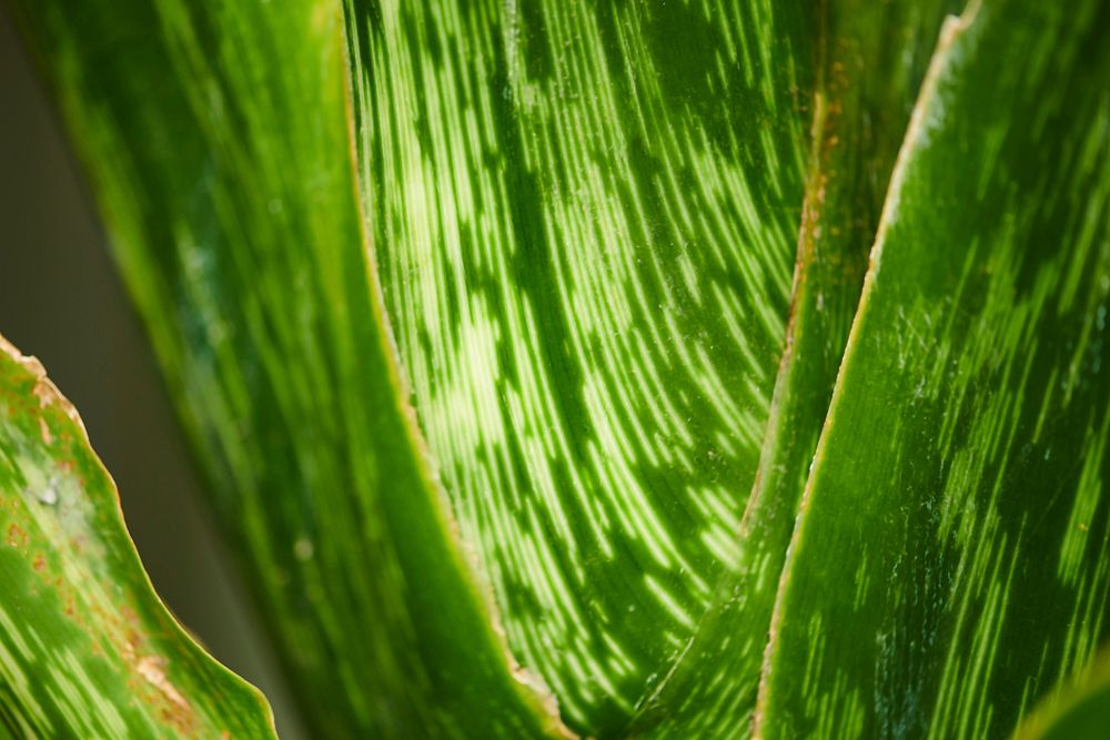 Snake plant leaf in macro shot