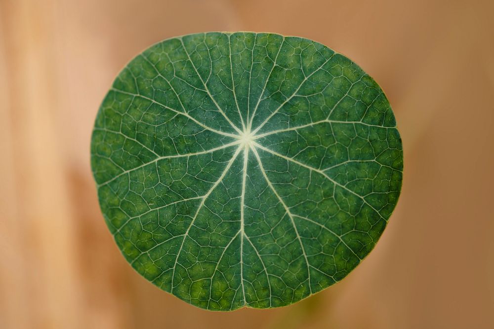 Stephania erecta leaf in macro shot