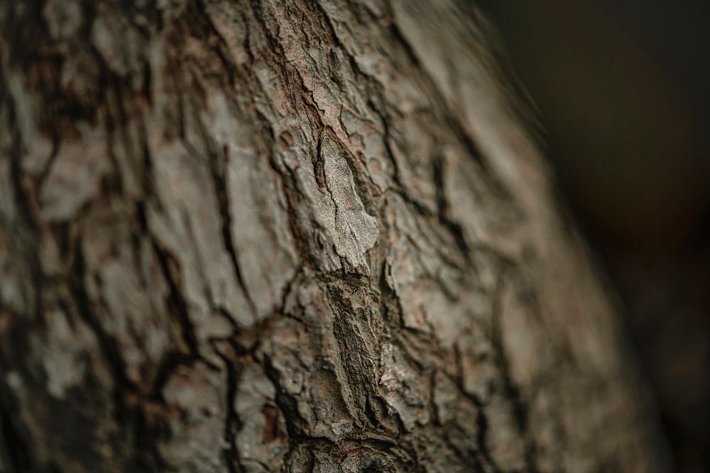 Tree bark texture in macro shot